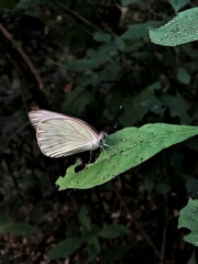 Ascia monuste monuste