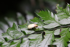 Cteniopinus