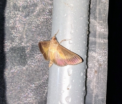 Bacotoma