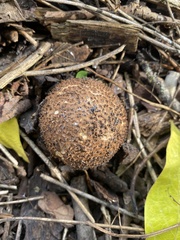 Echinoderma