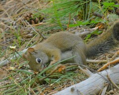 Tamiasciurus fremonti