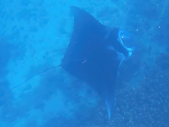 Mobula alfredi