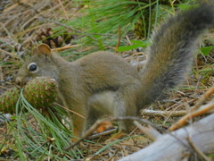 Tamiasciurus fremonti