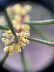 Hakea pachyphylla