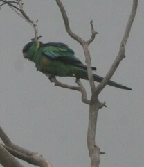 Barnardius zonarius