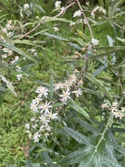 Olearia lirata