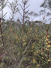 Hakea pachyphylla