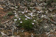 Brachyscome multifida