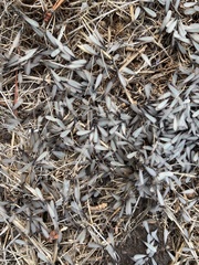 Reticulitermes hesperus