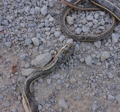 Masticophis taeniatus