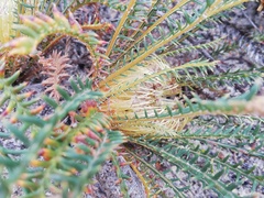 Banksia arctotidis