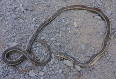 Masticophis taeniatus
