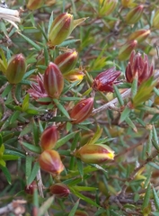 Hibbertia exutiacies