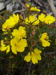 Hibbertia exutiacies