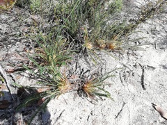 Banksia arctotidis