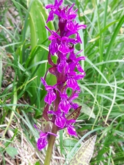 Dactylorhiza lapponica