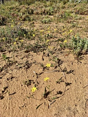 Goodenia fascicularis