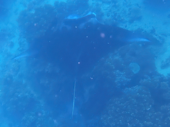 Mobula alfredi
