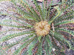 Banksia arctotidis