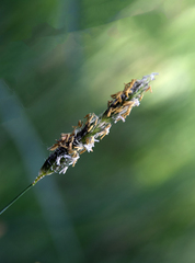 Diaphorina citri