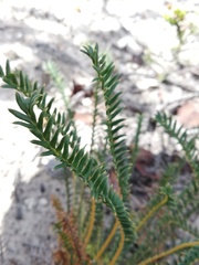 Banksia arctotidis