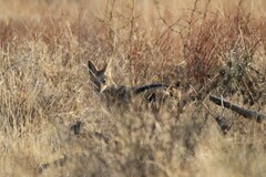 Lupulella mesomelas mesomelas