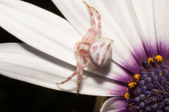 Thomisus citrinellus