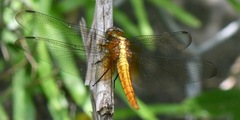 Orthetrum glaucum