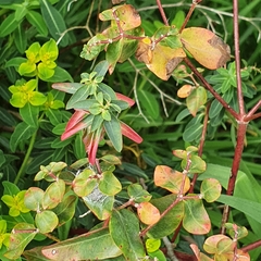 Euphorbia peplus