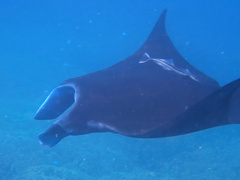 Mobula alfredi