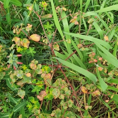 Euphorbia peplus