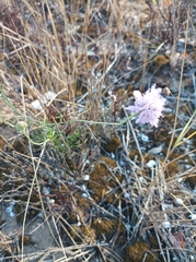 Sixalix atropurpurea