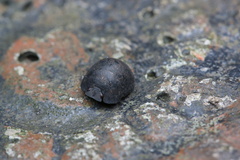 Calacta lugubris