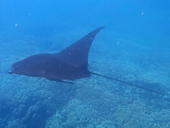 Mobula alfredi