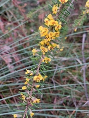 Dillwynia floribunda