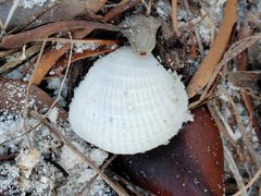 Chione elevata