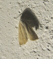Calamotropha paludella