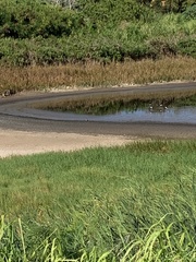 Himantopus mexicanus knudseni