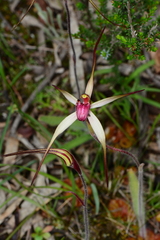 Caladenia fulva