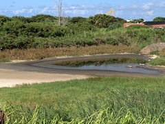 Himantopus mexicanus knudseni