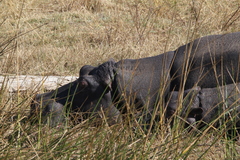 Hippopotamus amphibius