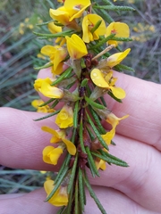Dillwynia floribunda