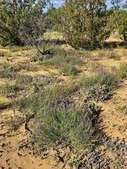 Swainsona microphylla