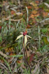 Caladenia fulva