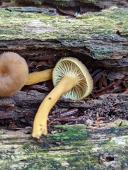 Craterellus tubaeformis