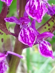 Dactylorhiza lapponica