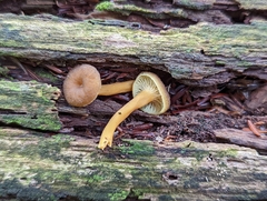 Craterellus tubaeformis