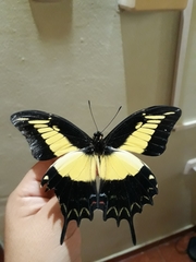 Heraclides androgeus