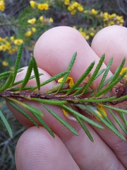 Dillwynia floribunda