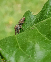Opisthoncus nigrofemoratus